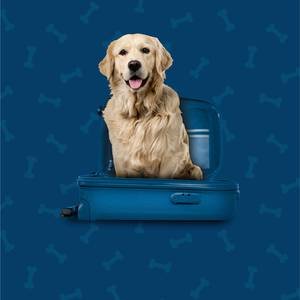 Pet Friendly Aparthotel ILUNION Sancti Petri Cádiz