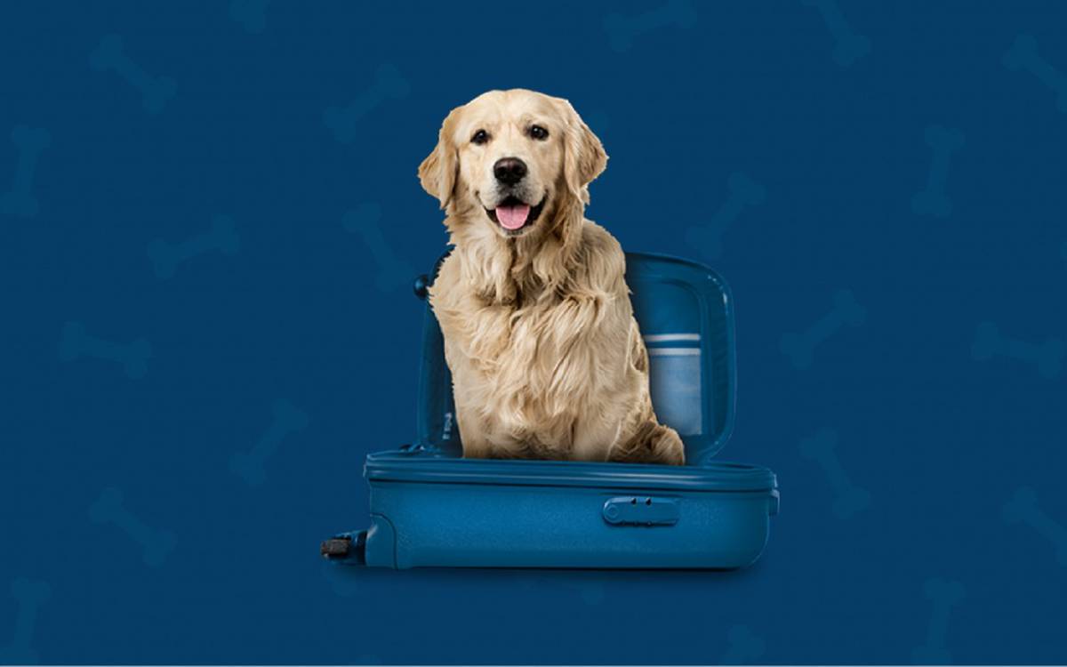 Somos pet friendly Aparthotel ILUNION Sancti Petri Cádiz Somos pet friendly Aparthotel ILUNION Sancti Petri Cádiz